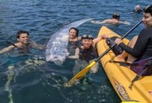 ترتبط بالكوارث... ظهور "سمكة القيامة" تزهر على السطح قبل أيام من زلزال لوس أنجلوس!