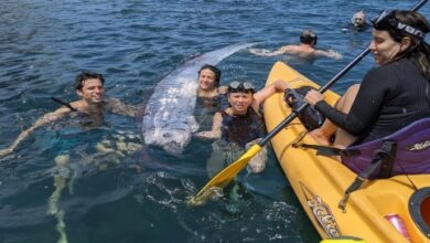 ترتبط بالكوارث... ظهور "سمكة القيامة" تزهر على السطح قبل أيام من زلزال لوس أنجلوس!