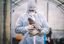 اللحظة الحرجة لتحول إنفلونزا الطيور إلى وباء بشري!