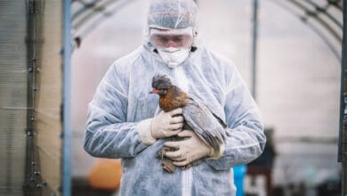 اللحظة الحرجة لتحول إنفلونزا الطيور إلى وباء بشري!