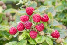 باحثون إيرانيون يكتشفون ثمارا تحمي الجسم من الالتهابات المزمنة