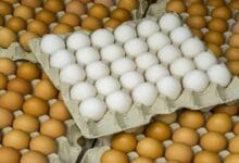 طبيبة تحدد كم بيضة دجاج يمكن تناولها في اليوم