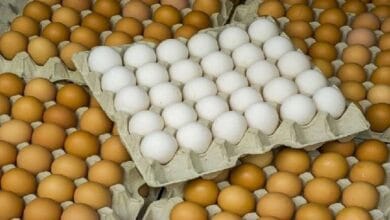طبيبة تحدد كم بيضة دجاج يمكن تناولها في اليوم