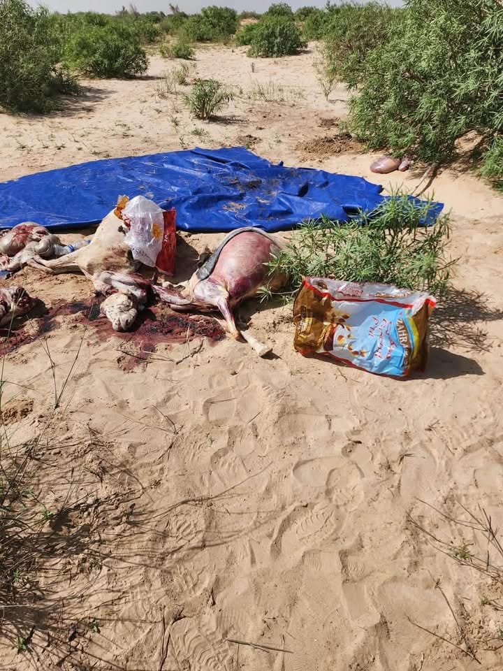 ضبط لحوم مذبوحة بطرق غير شرعية وأختام بيطرية مزورة في…